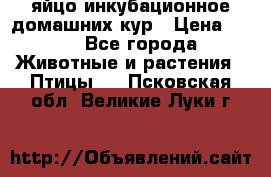 яйцо инкубационное домашних кур › Цена ­ 25 - Все города Животные и растения » Птицы   . Псковская обл.,Великие Луки г.